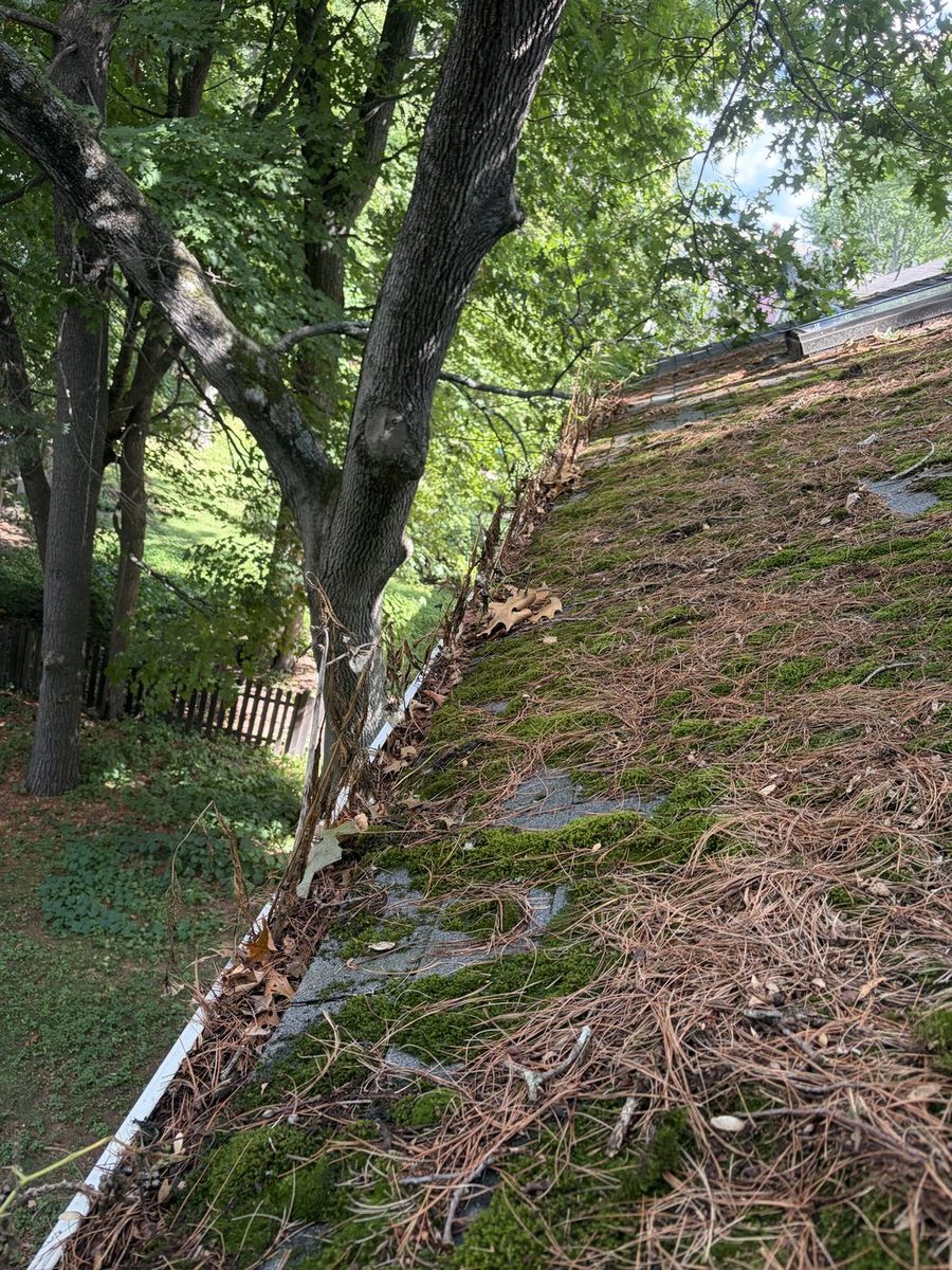 Gutter packed with pine needles and moss before cleaning, Worcester area