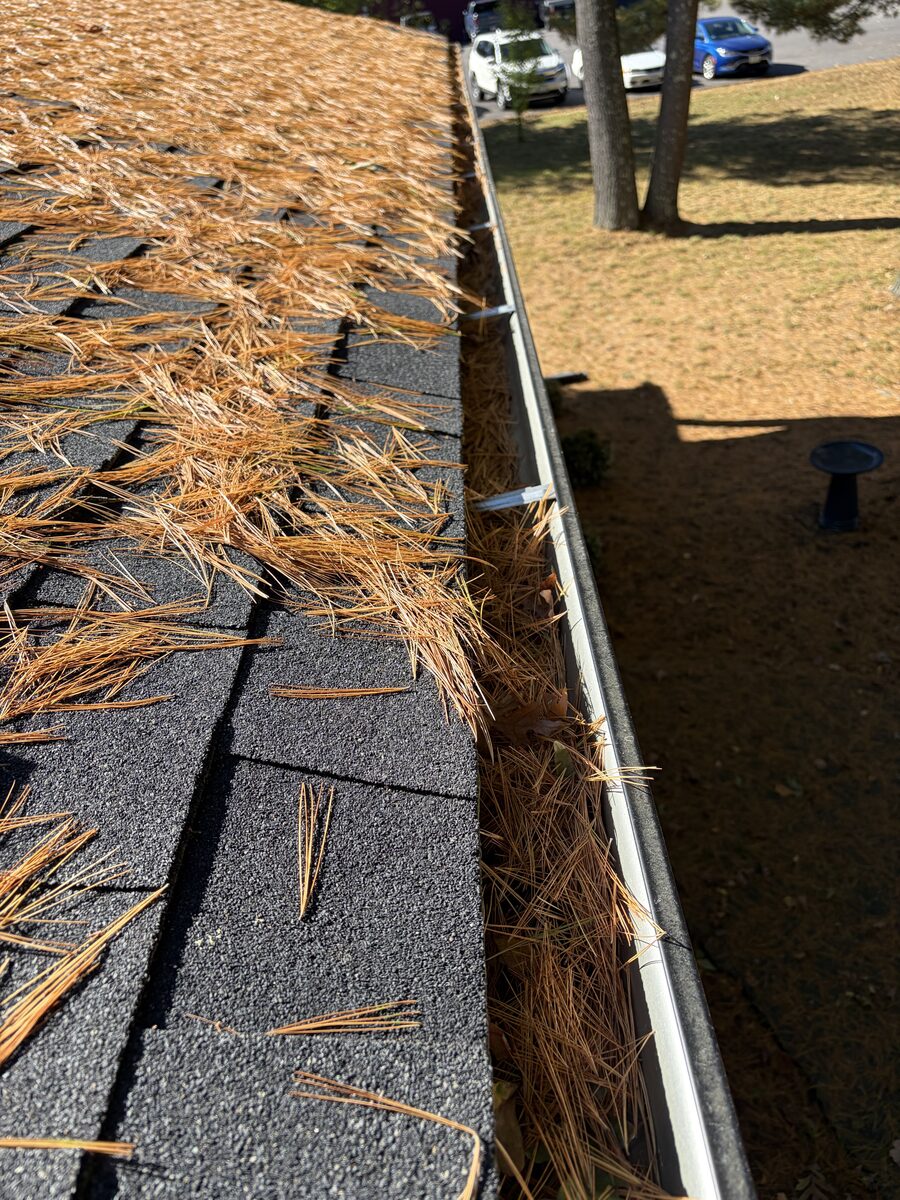 Gutter along a shingle roof filled with pine needles before cleaning