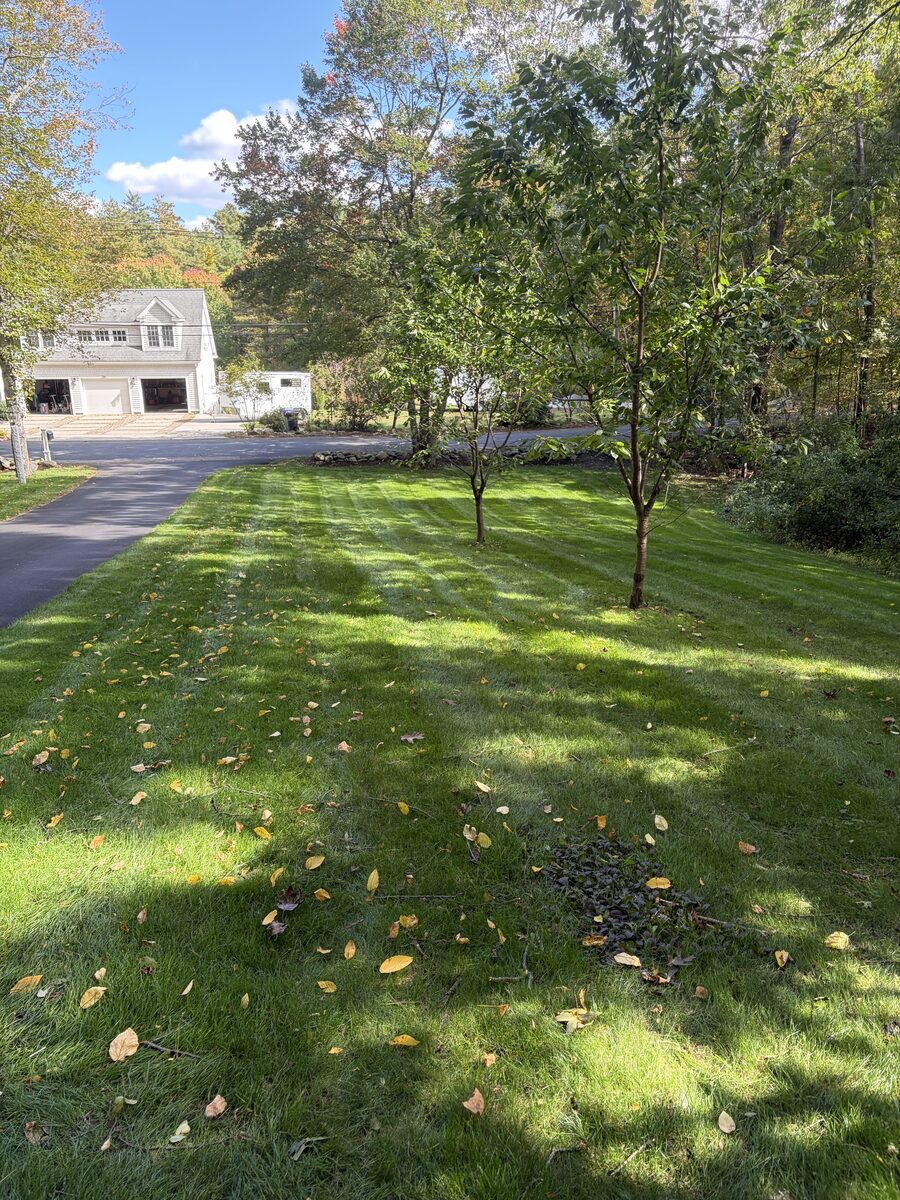 Same front lawn along the driveway freshly mowed with clean stripes