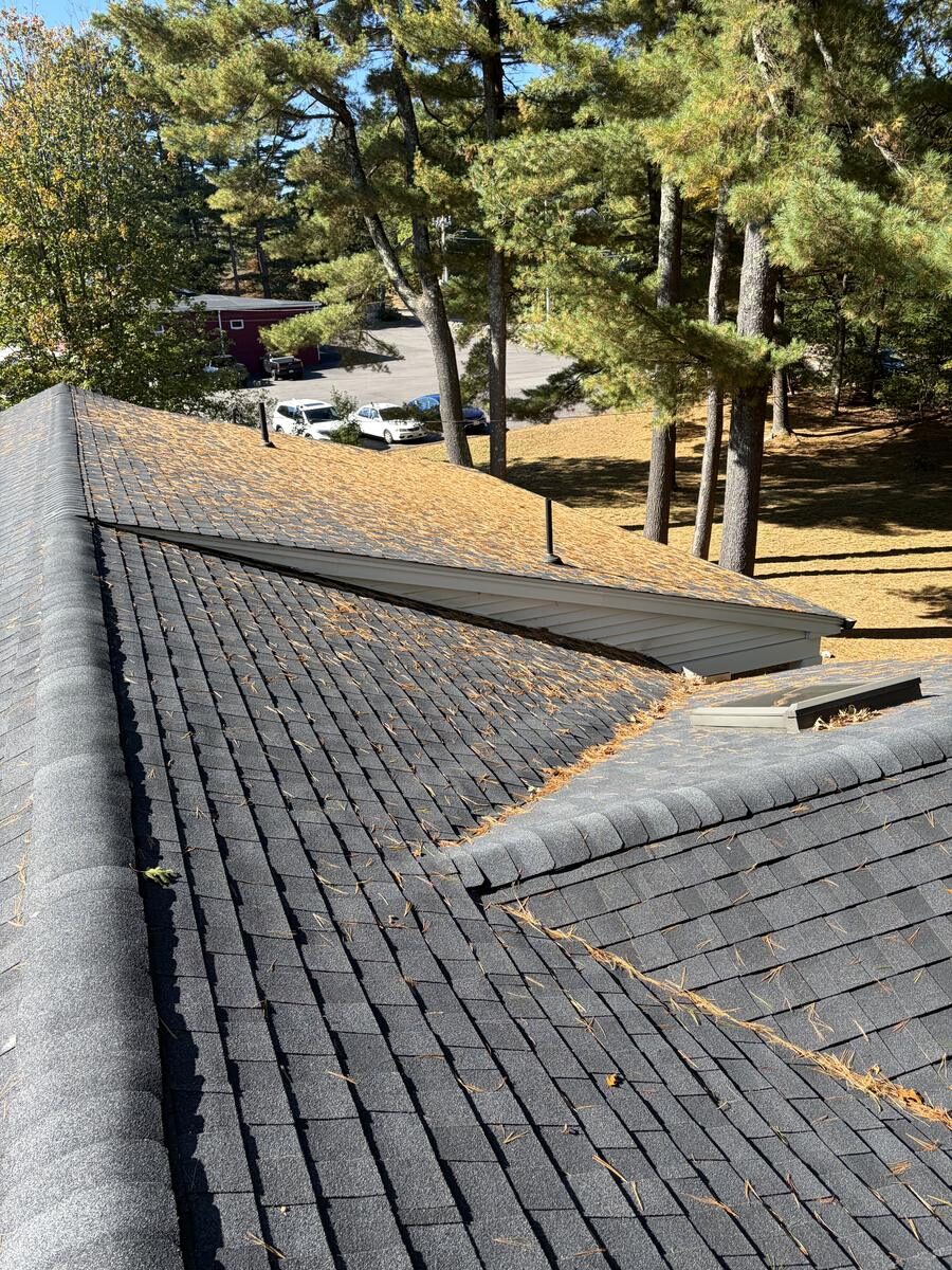 Asphalt shingle roof blanketed in pine needles before cleaning